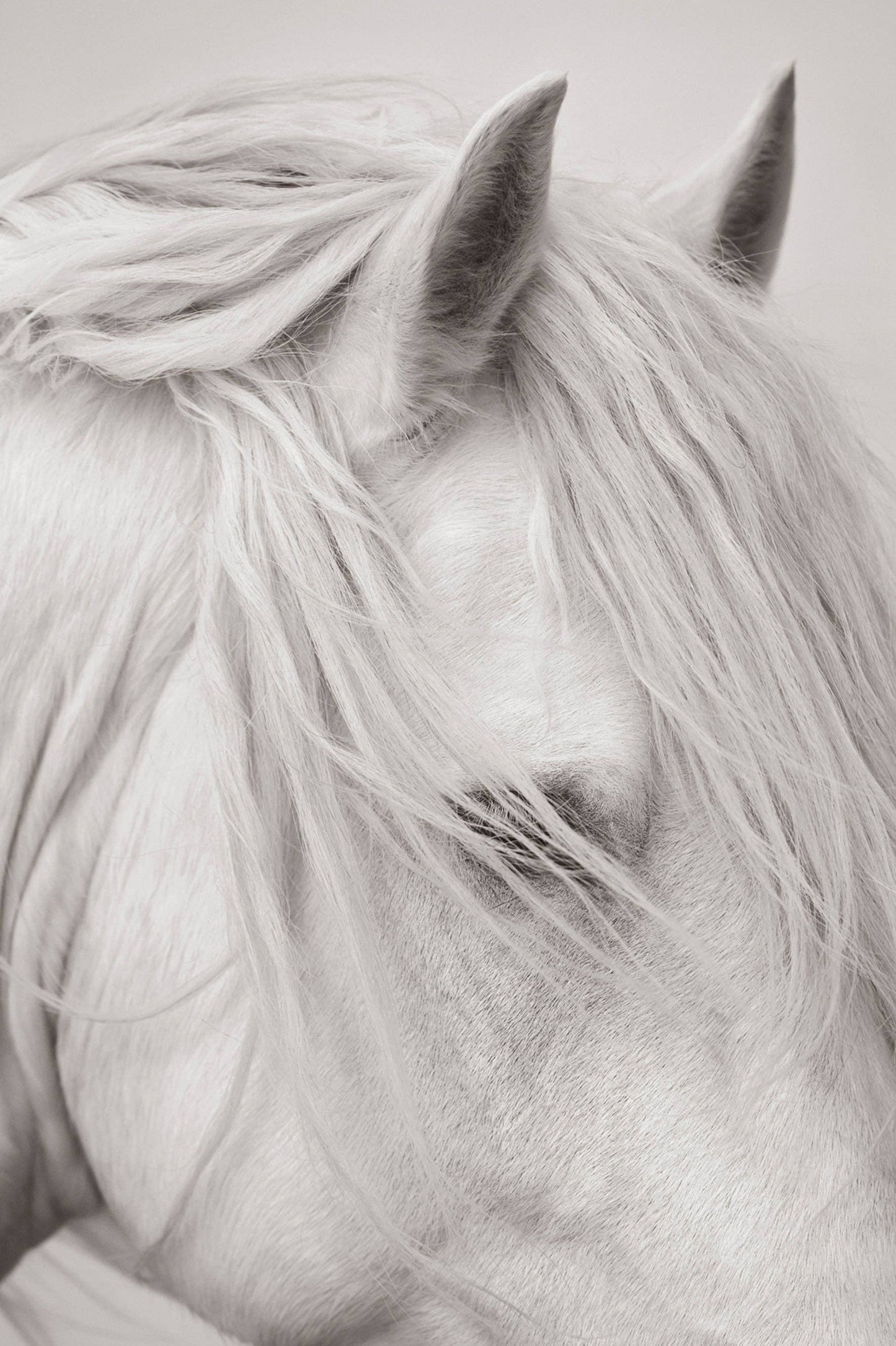 Untamed Spirits: Horses From Around the World