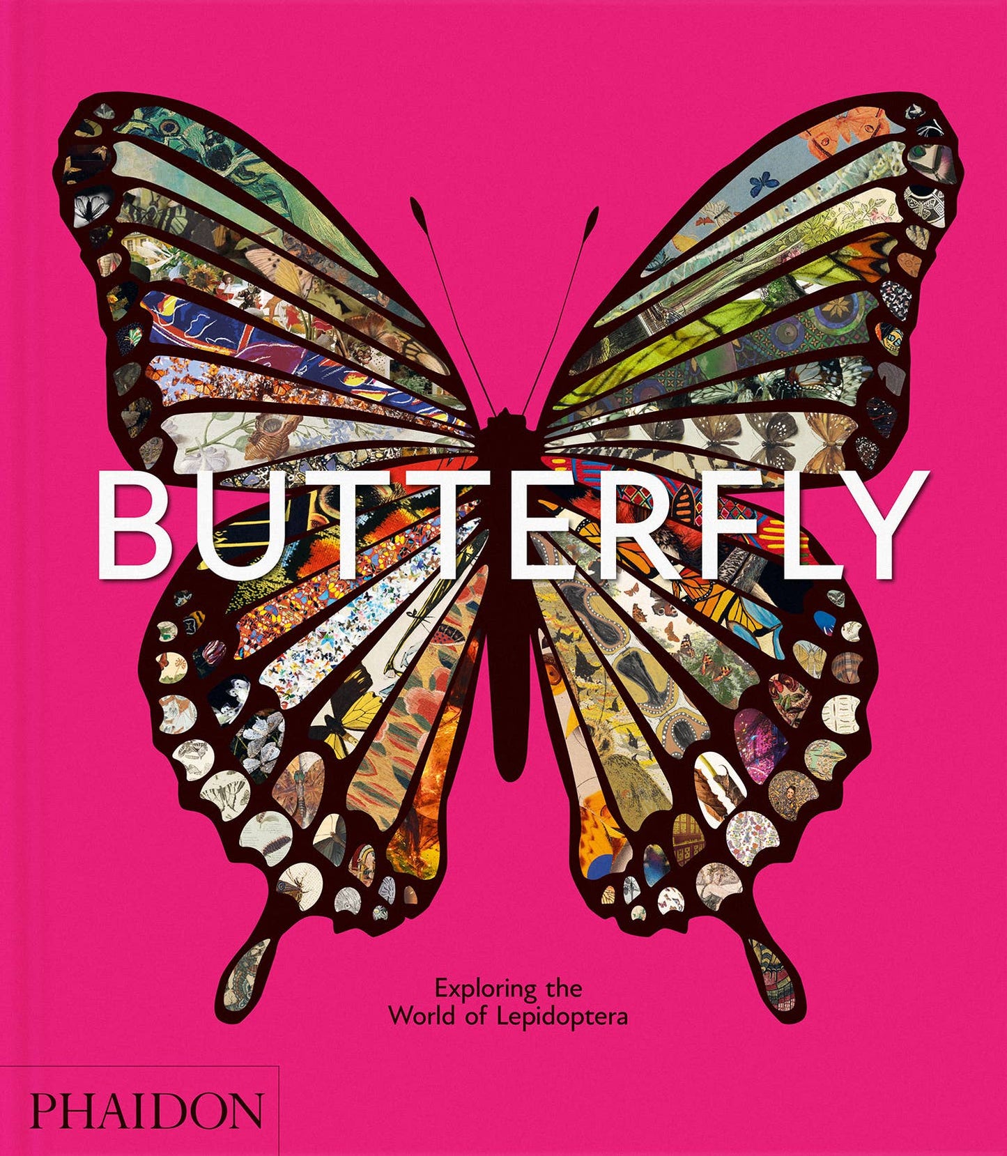 Butterfly: Exploring the World of Lepidoptera