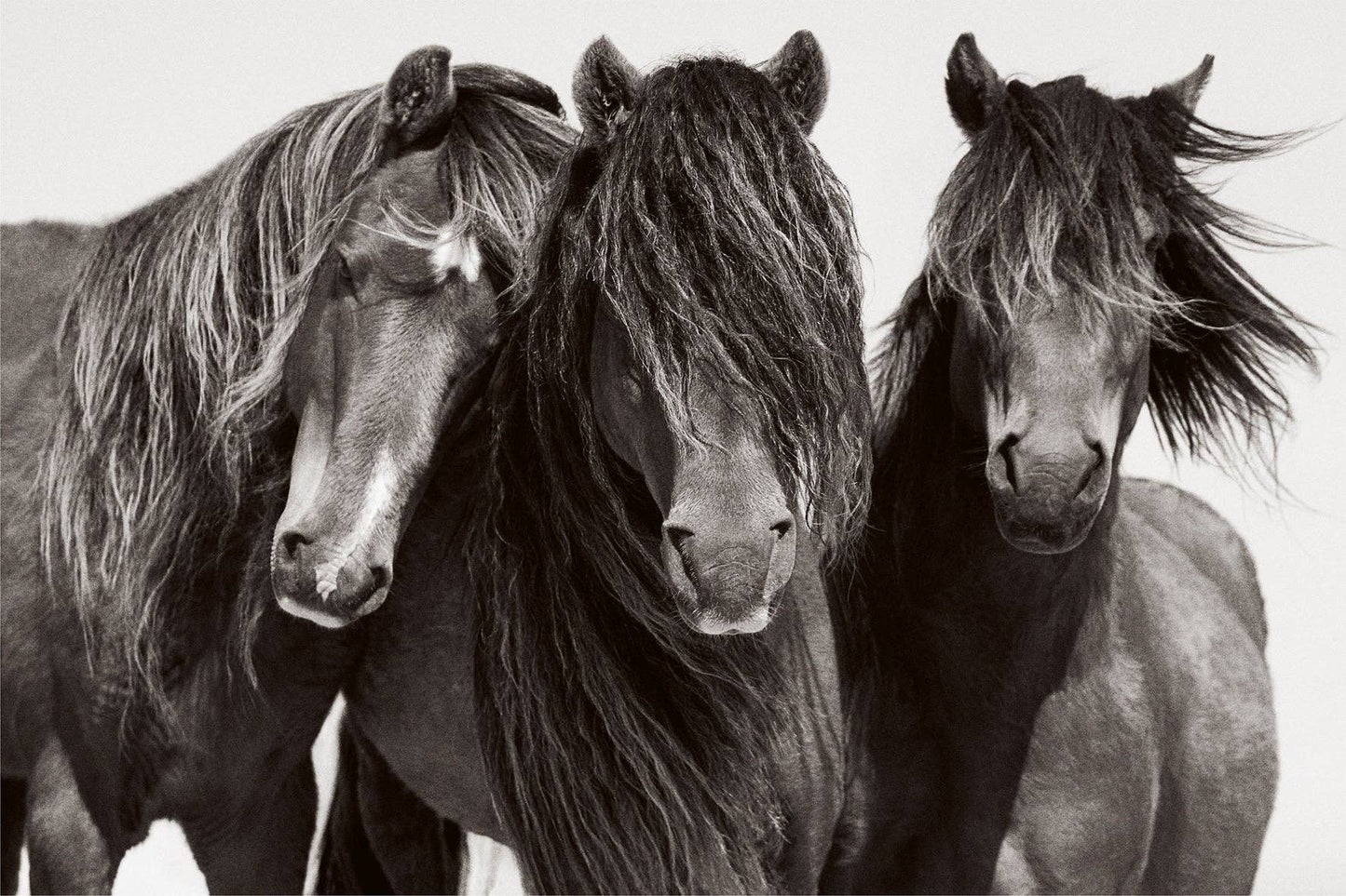 Untamed Spirits: Horses From Around the World