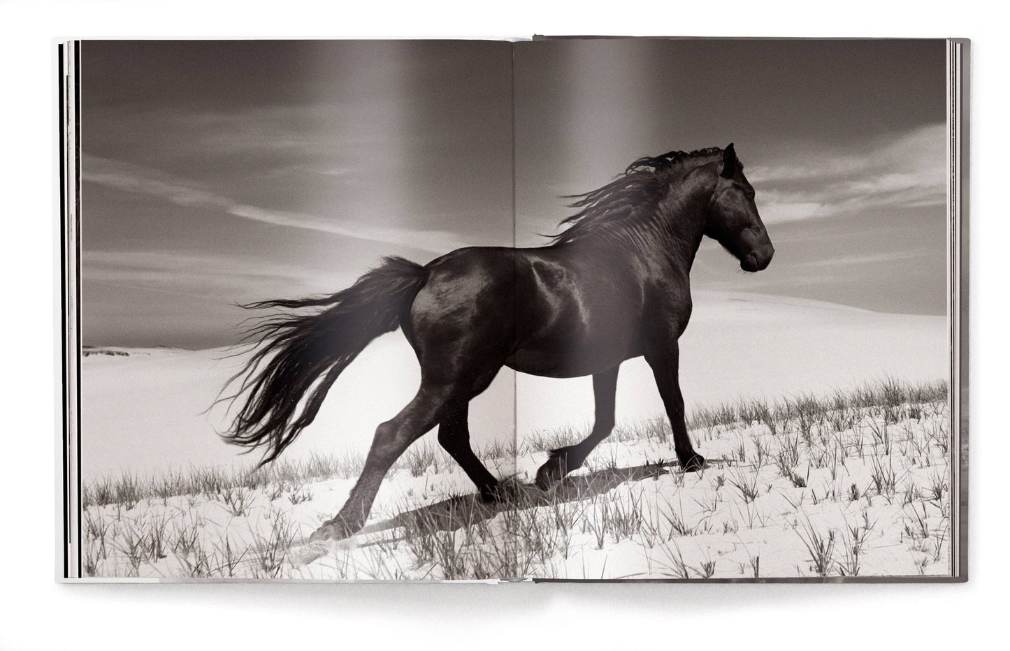 Untamed Spirits: Horses From Around the World