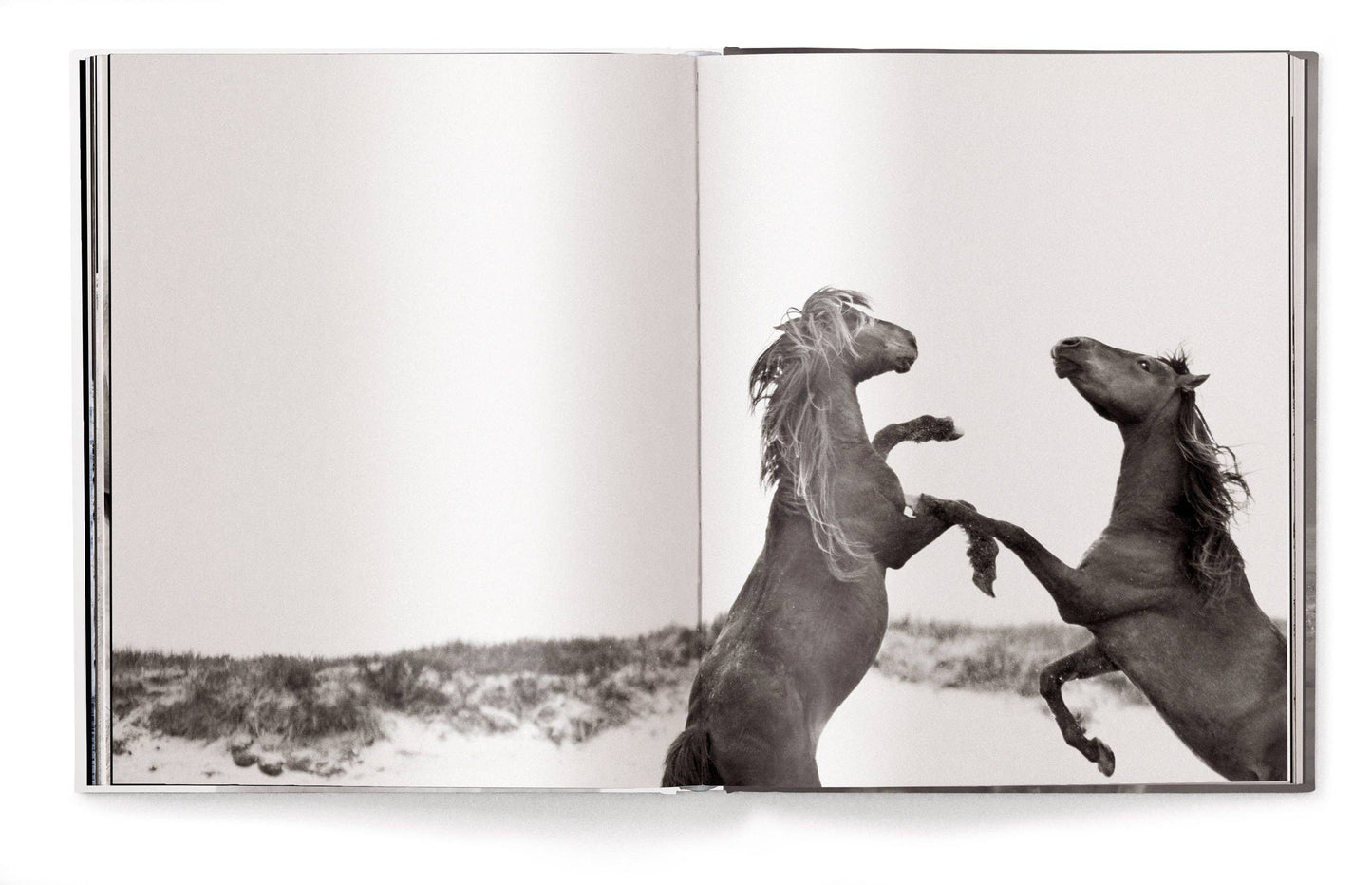 Untamed Spirits: Horses From Around the World