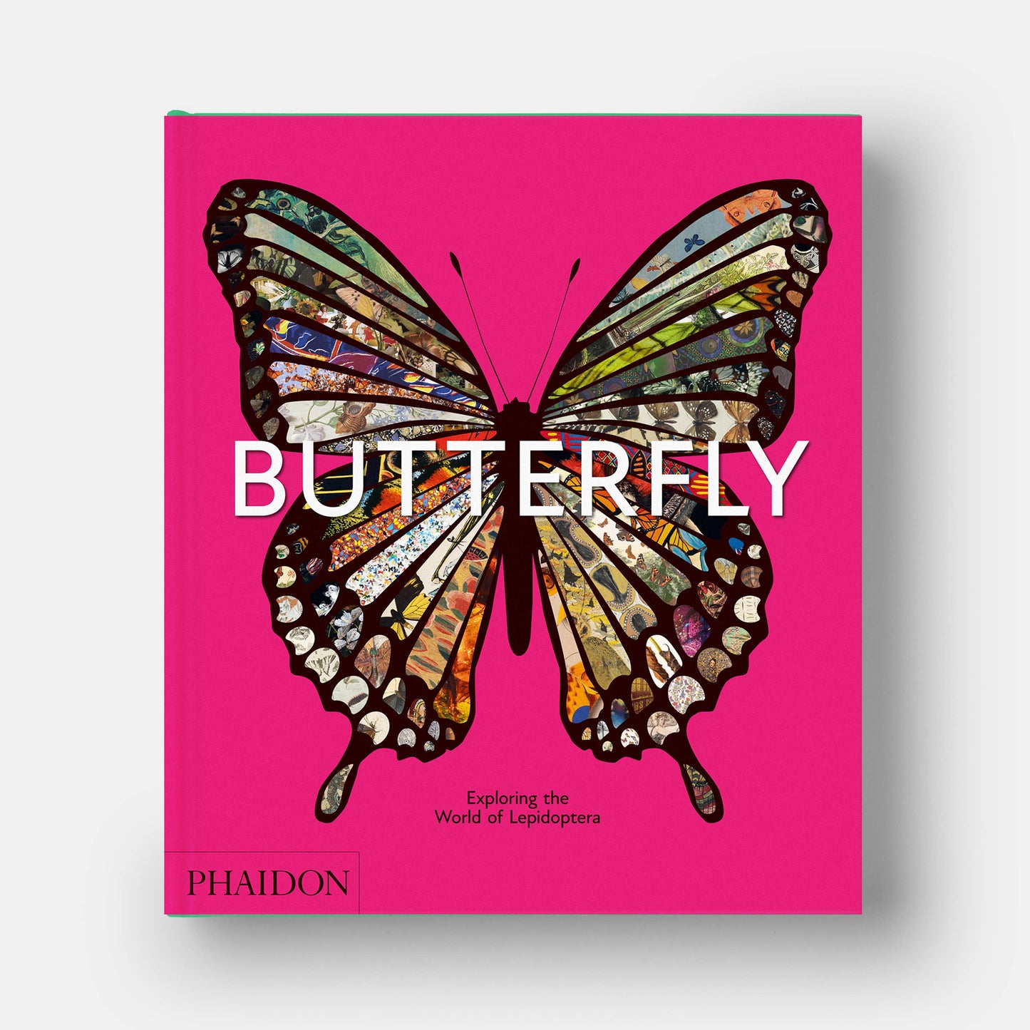 Butterfly: Exploring the World of Lepidoptera